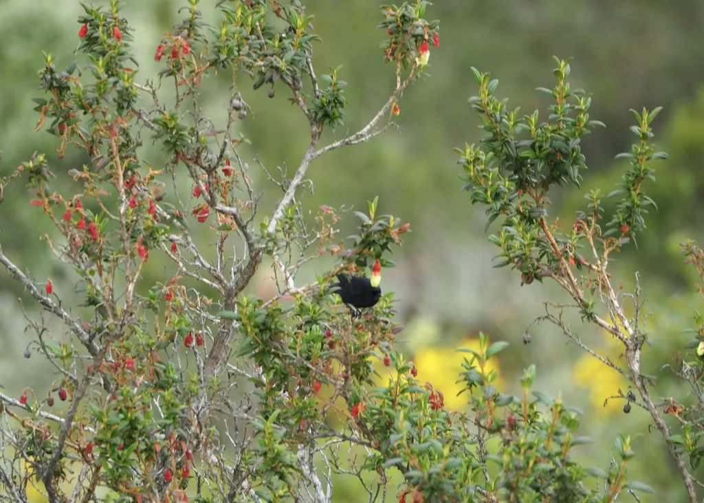 黑刺花鸟(Diglossa humeralis)