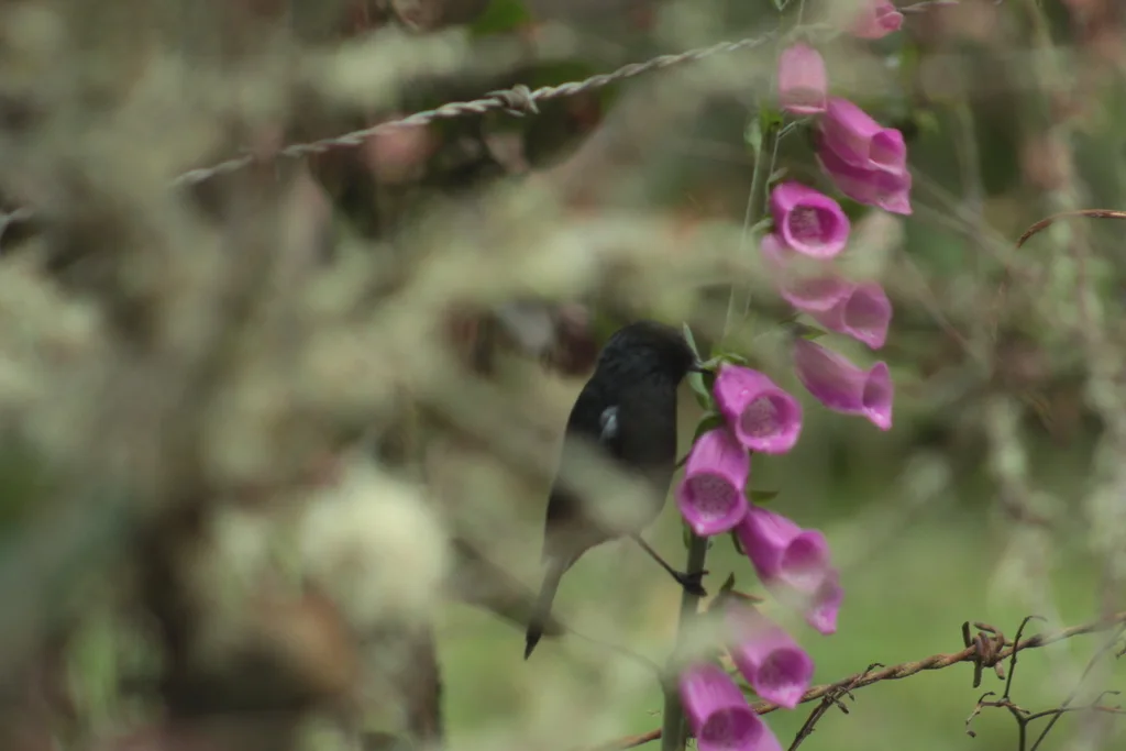 黑刺花鸟(Diglossa humeralis)