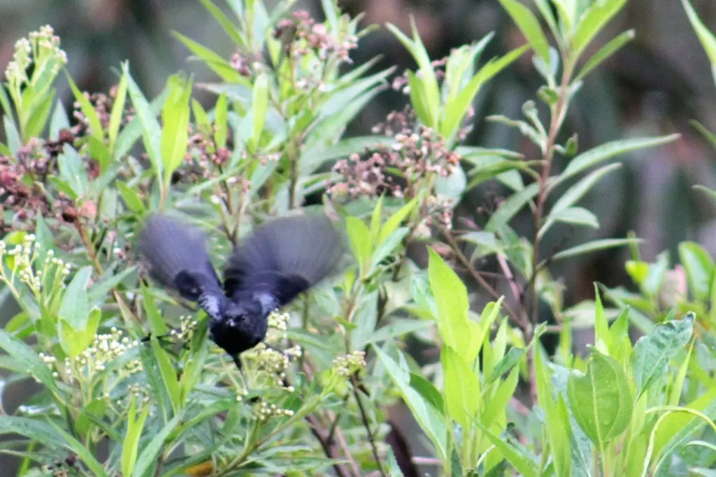黑刺花鸟(Diglossa humeralis)