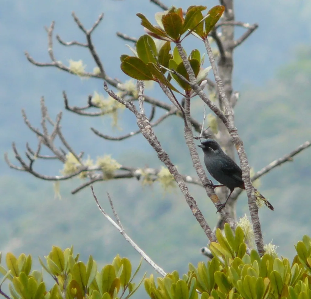 大刺花鸟(Diglossa major)