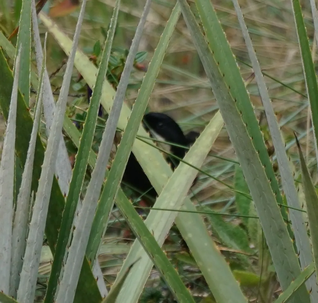 须刺花鸟(Diglossa mystacalis)