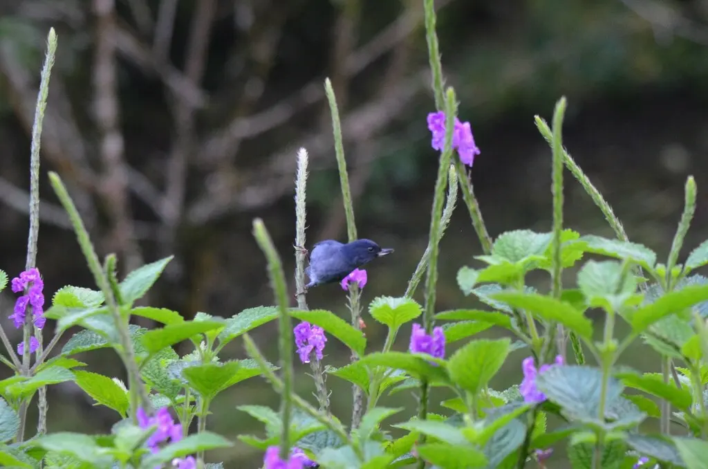 灰刺花鸟(Diglossa plumbea)