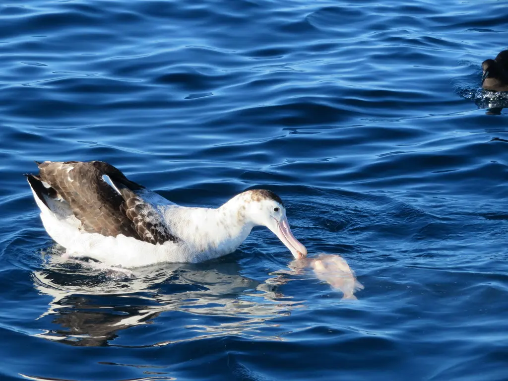 安岛信天翁(Diomedea antipodensis)