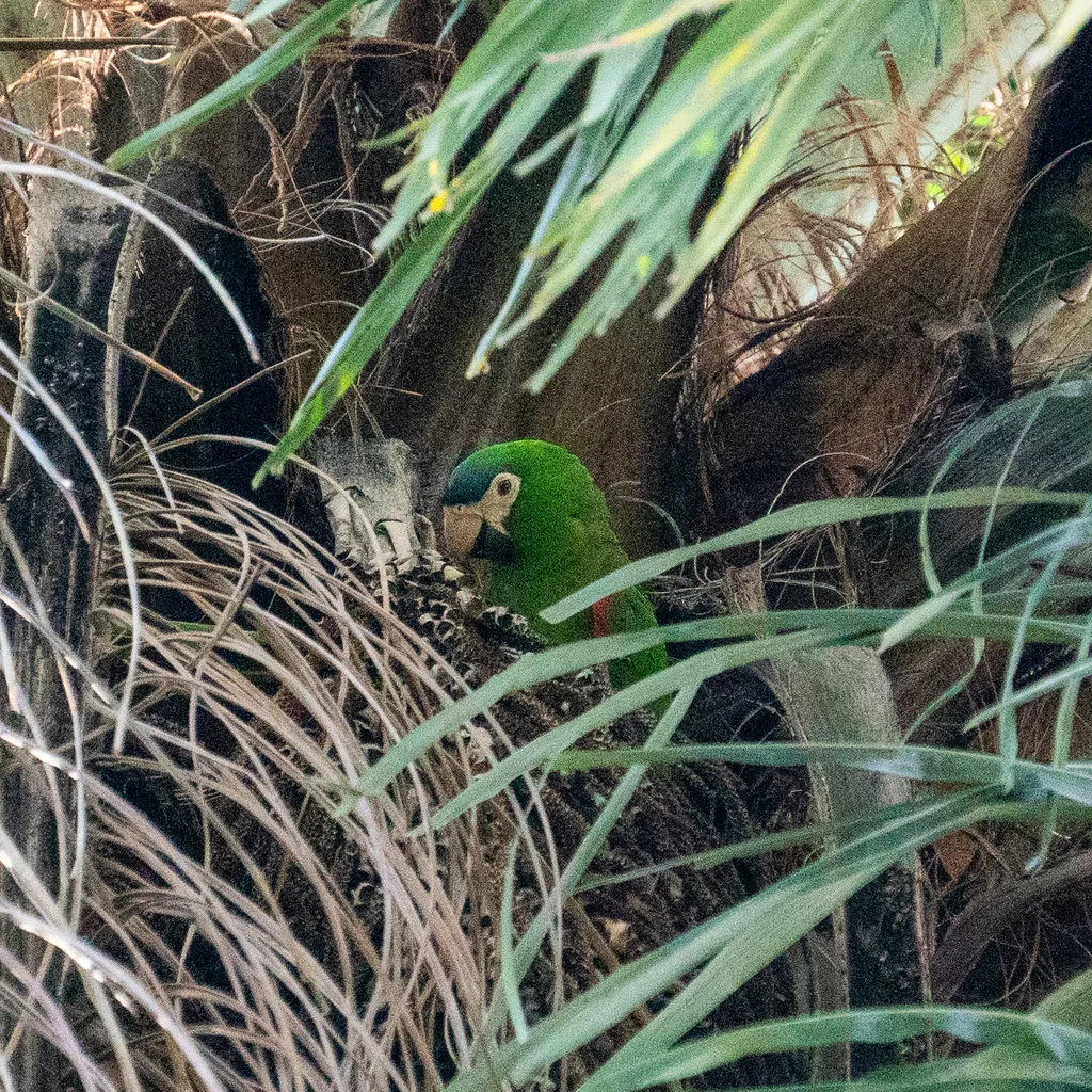 红肩金刚鹦鹉(Diopsittaca nobilis)