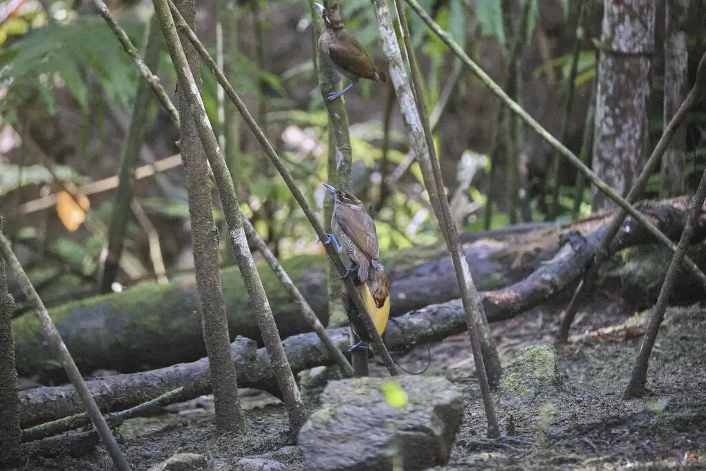 丽色极乐鸟(Diphyllodes magnificus)