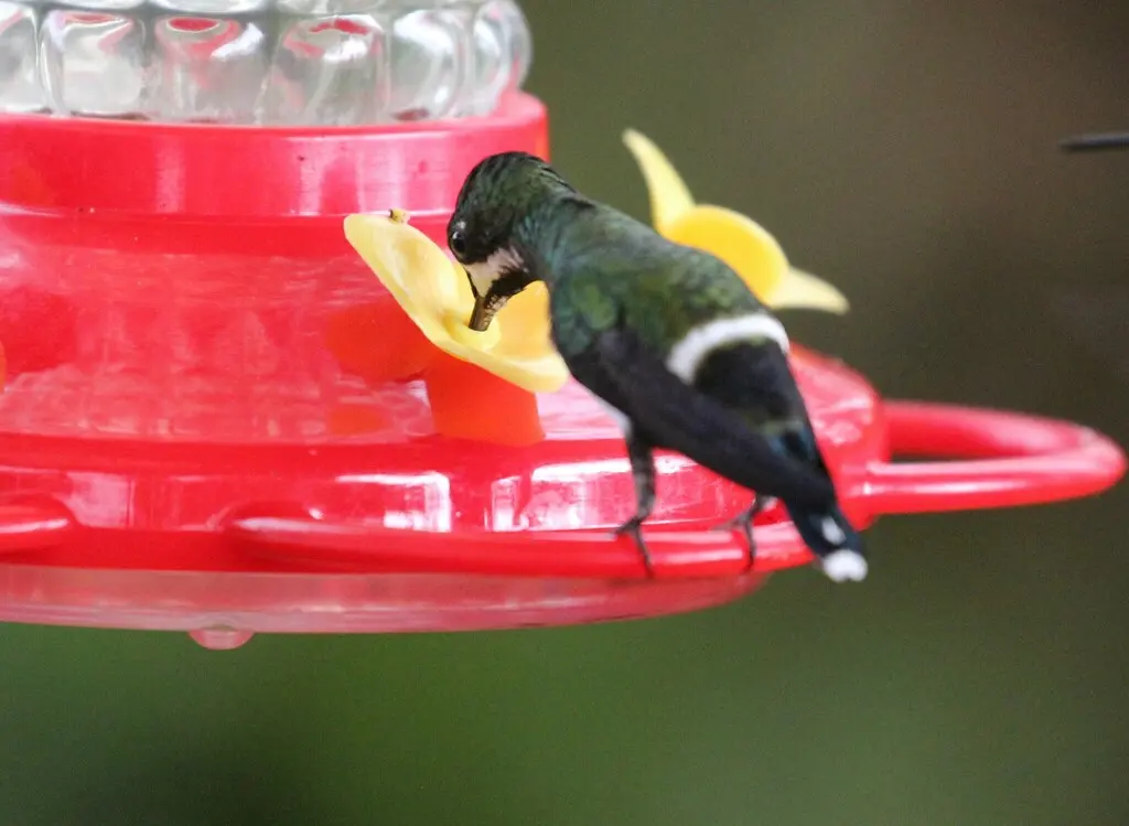 绿刺尾蜂鸟(Discosura conversii)