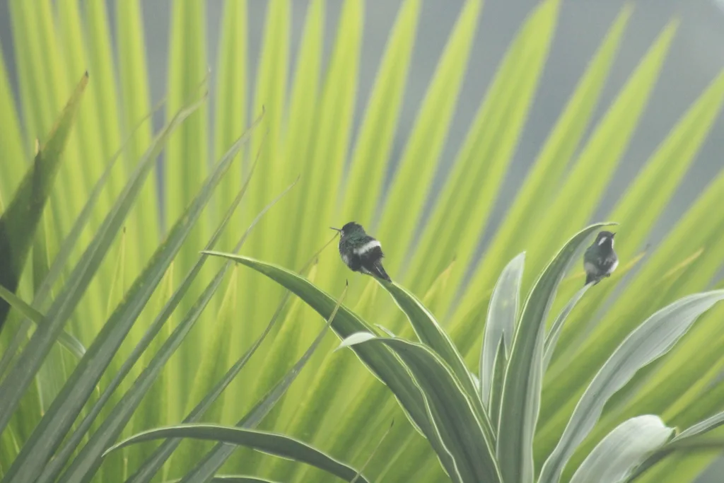 绿刺尾蜂鸟(Discosura conversii)