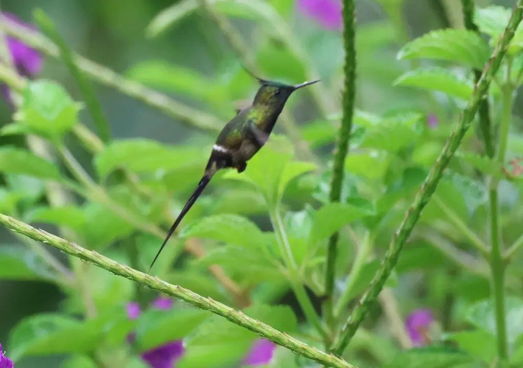 翎冠刺尾蜂鸟（Discosura popelairii）