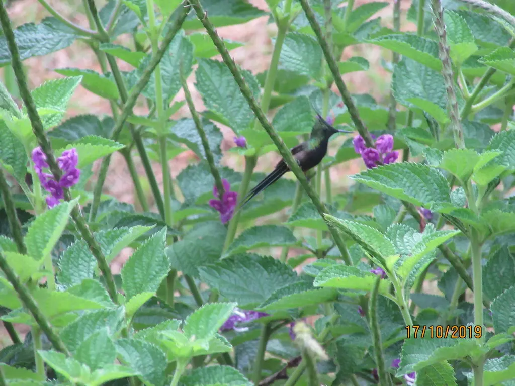 翎冠刺尾蜂鸟（Discosura popelairii）