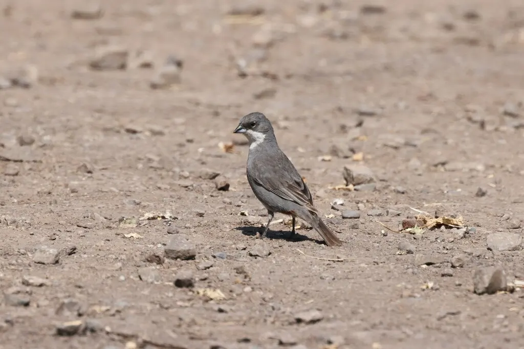 迪卡雀(Diuca diuca)