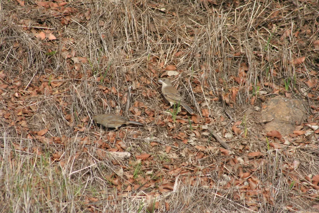 迪卡雀(Diuca diuca)