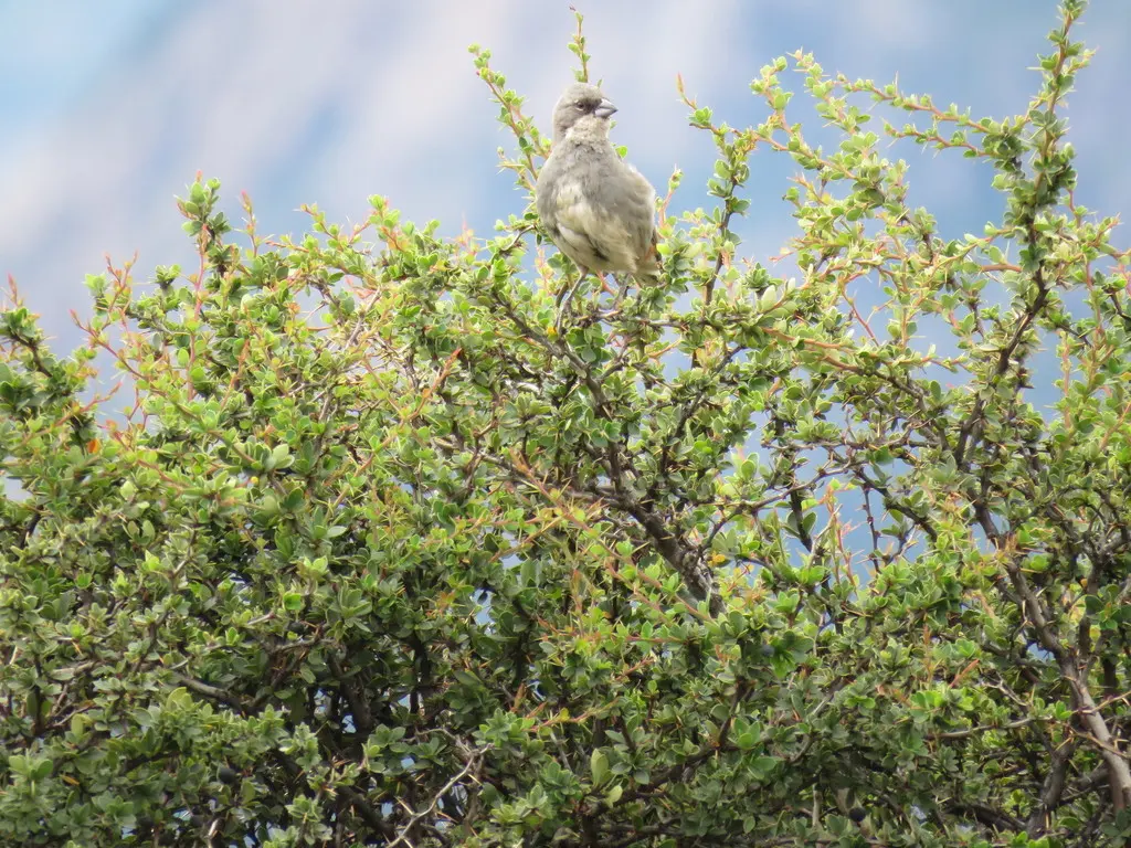 迪卡雀(Diuca diuca)