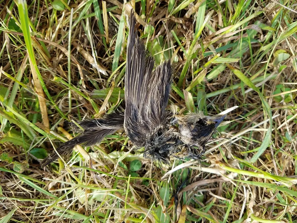 刺歌雀(Dolichonyx oryzivorus)