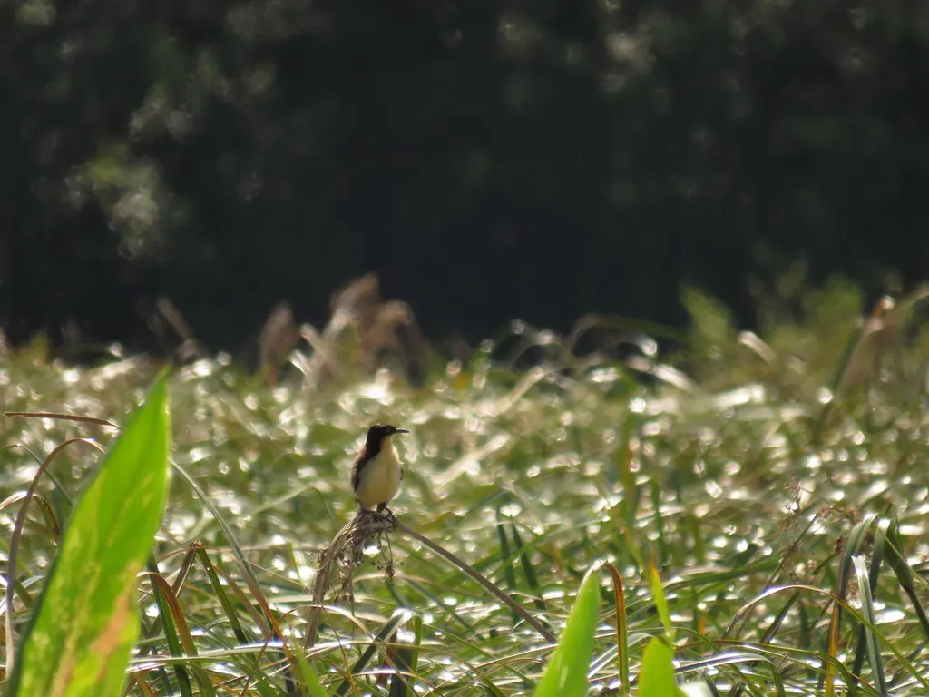 黑顶鹪莺(Donacobius atricapilla)