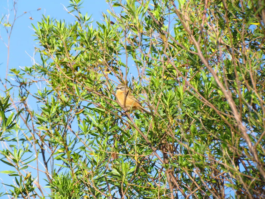 长尾芦雀(Donacospiza albifrons)