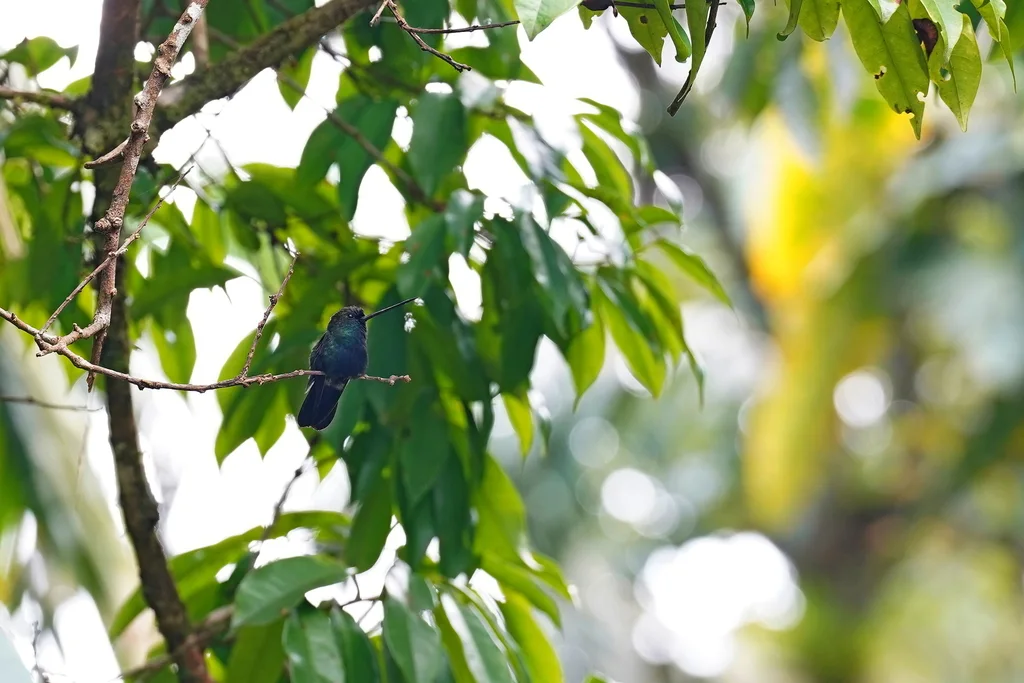 蓝额矛嘴蜂鸟(Doryfera johannae)