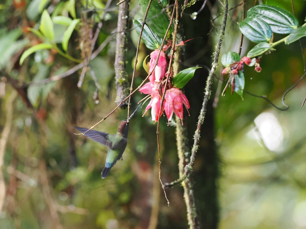 绿额矛嘴蜂鸟(Doryfera ludovicae)