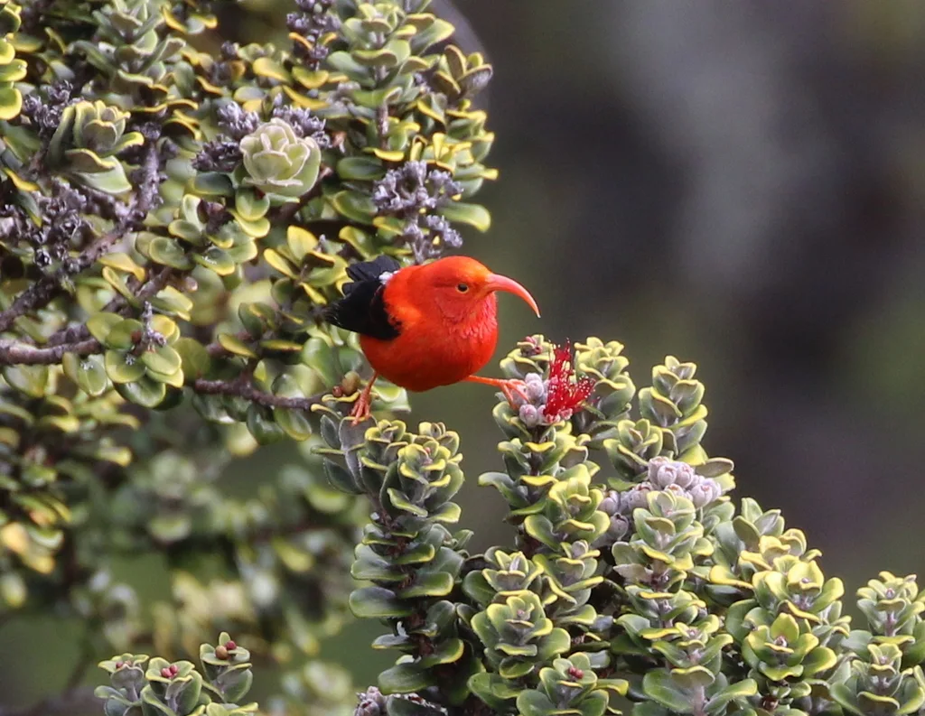 镰嘴管舌雀(Drepanis coccinea)