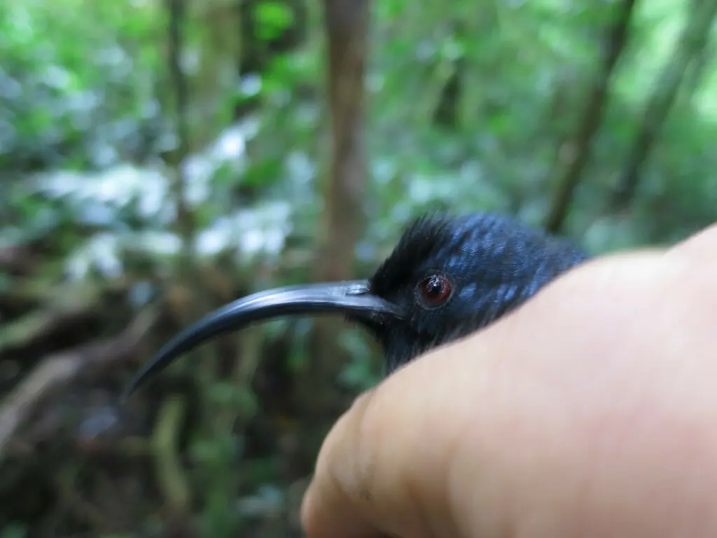 巨花蜜鸟(Dreptes thomensis)