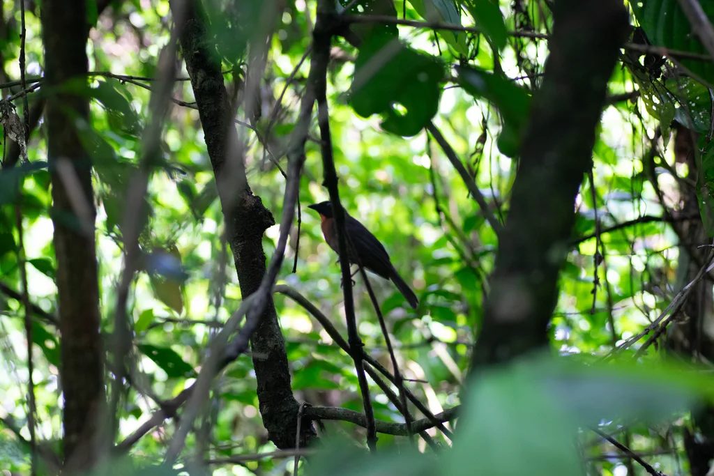 黑颊蚁唐纳雀（Driophlox atrimaxillaris）