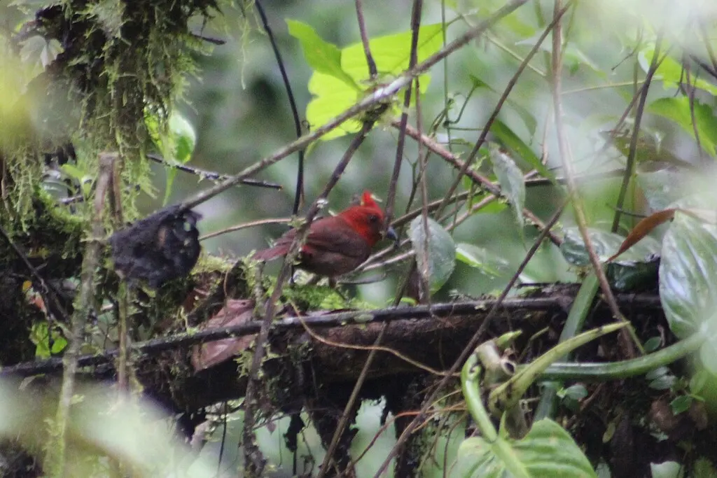 红冠蚁唐纳雀(Driophlox cristata)