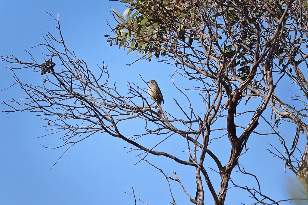 栗腰薮鸲(Drymodes brunneopygia)