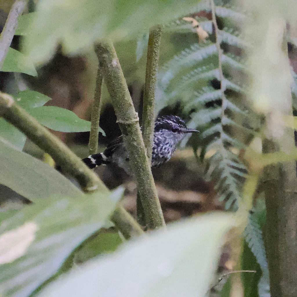 鳞斑蚁鸟(Drymophila squamata)
