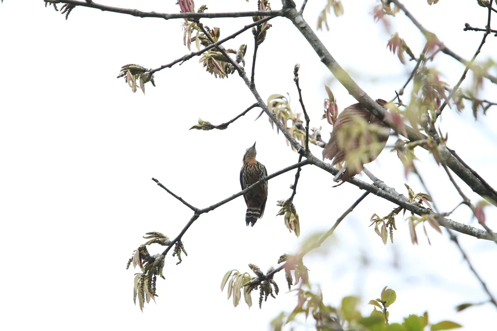 红枕啄木鸟(Dryobates cathpharius)