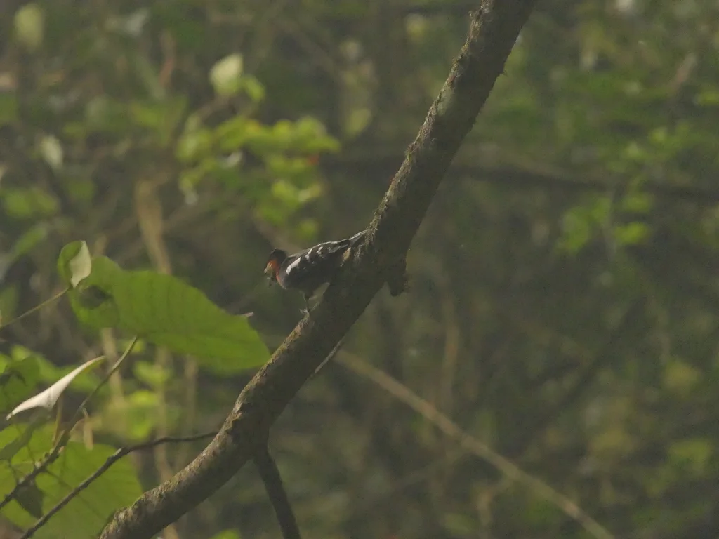 红枕啄木鸟(Dryobates cathpharius)