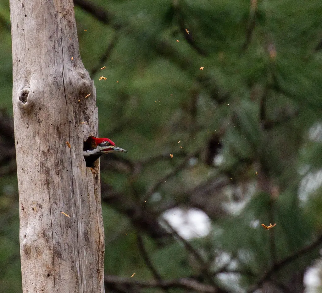 北美黑啄木鸟(Dryocopus pileatus)