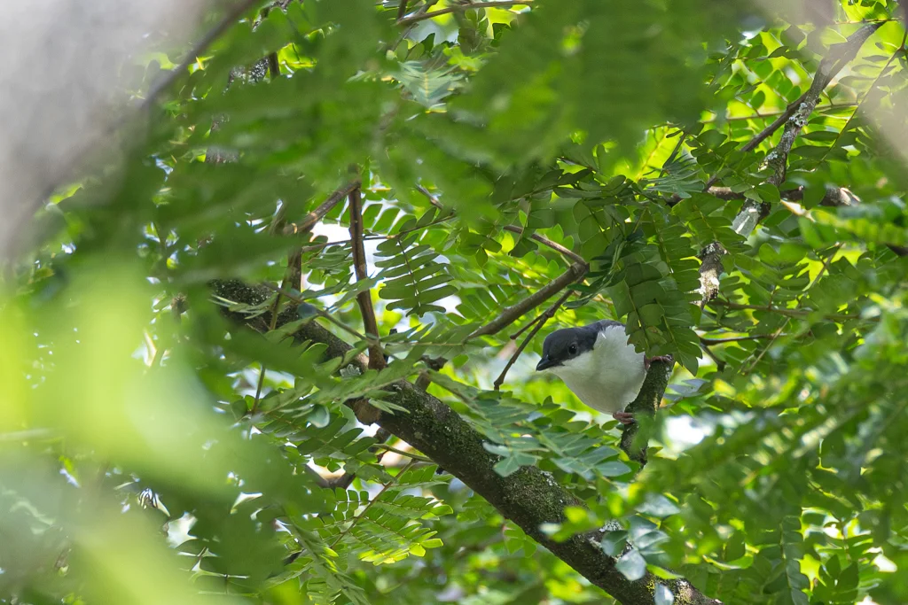 红腿蓬背鵙(Dryoscopus angolensis)