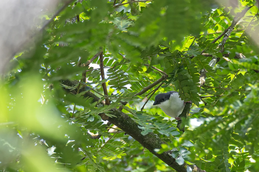 红腿蓬背鵙(Dryoscopus angolensis)