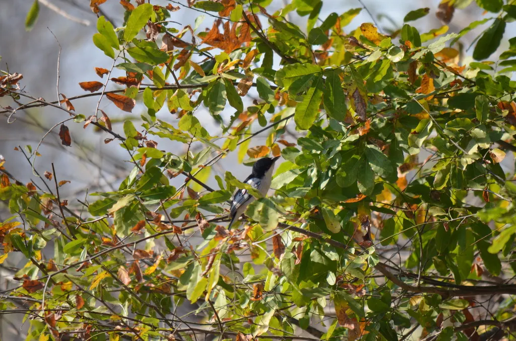 黑背蓬背鵙(Dryoscopus cubla)