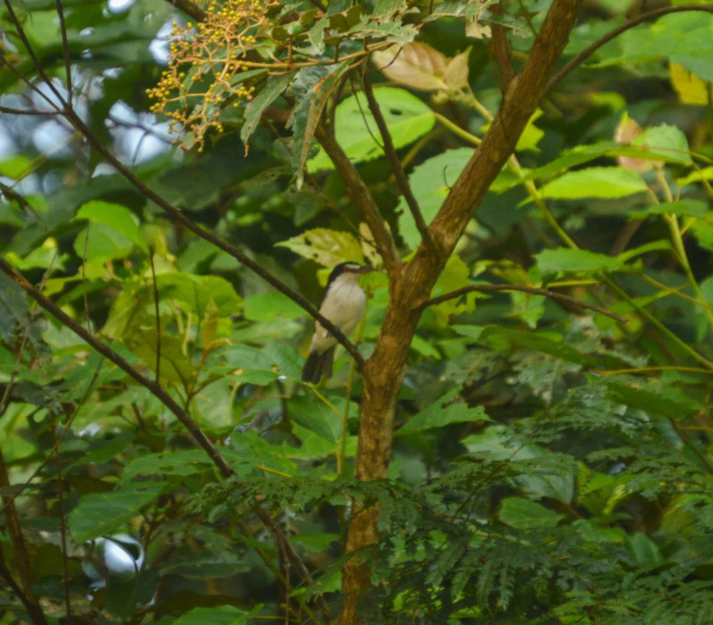 红眼蓬背鵙(Dryoscopus senegalensis)