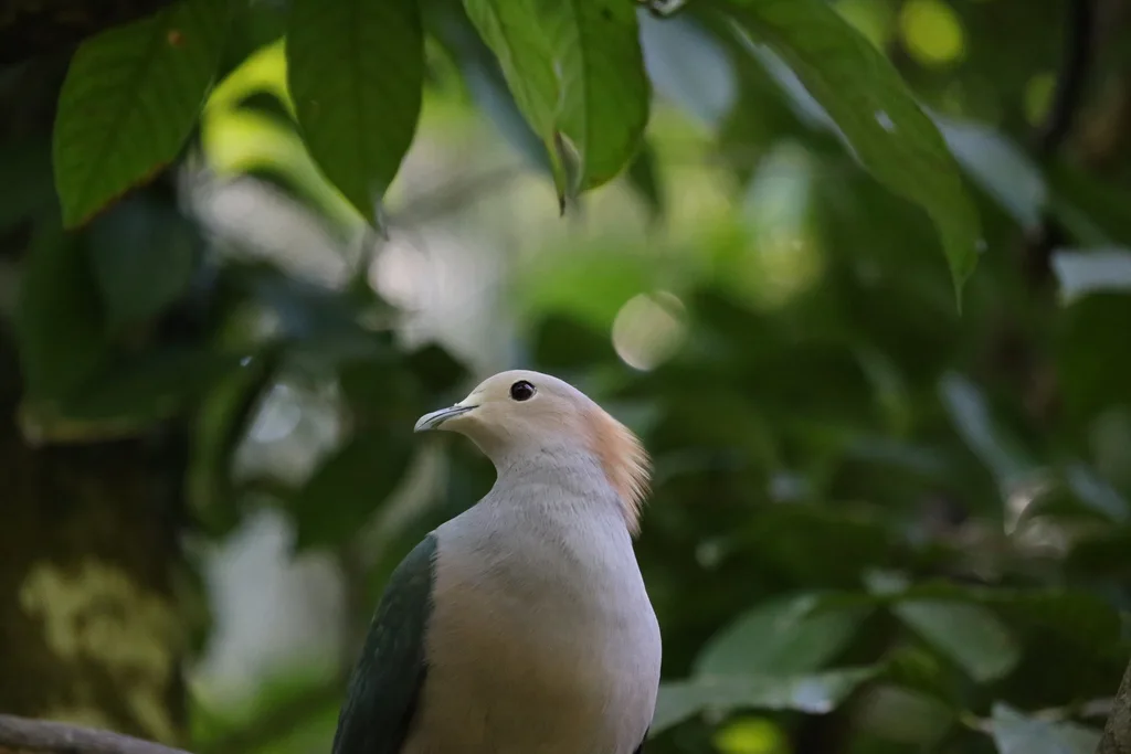 绿皇鸠(Ducula aenea)