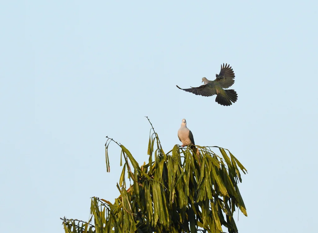 绿皇鸠(Ducula aenea)