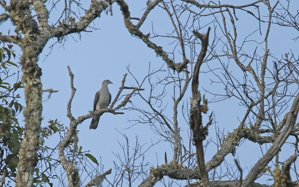 山皇鸠(Ducula badia)
