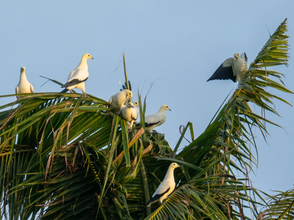 斑皇鸠(Ducula bicolor)