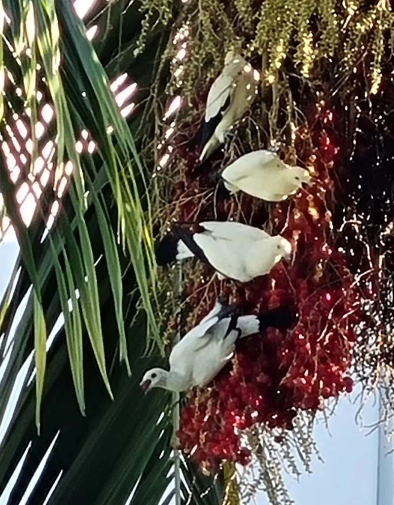 斑皇鸠(Ducula bicolor)