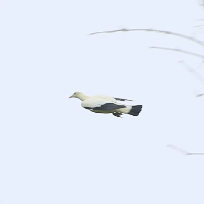 斑皇鸠(Ducula bicolor)