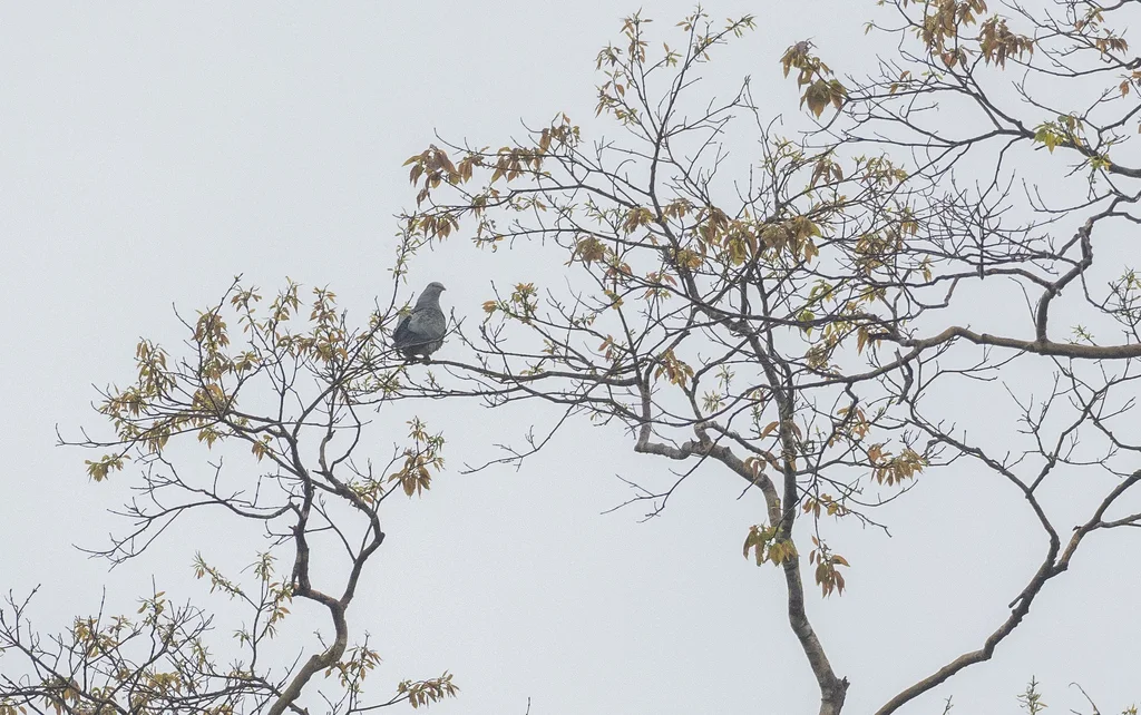 点斑皇鸠（Ducula carola）