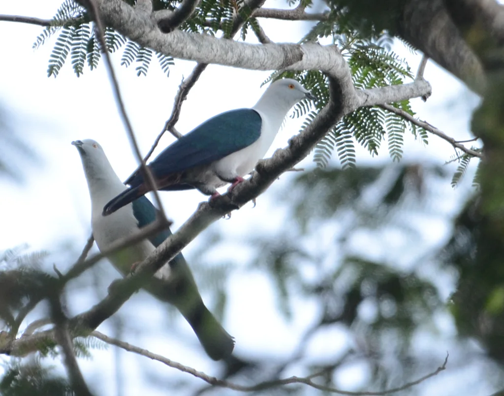 蓝尾皇鸠(Ducula concinna)