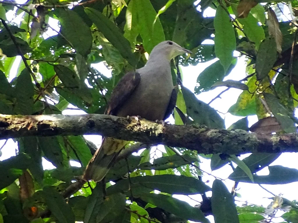 马拉巴山皇鸠(Ducula cuprea)