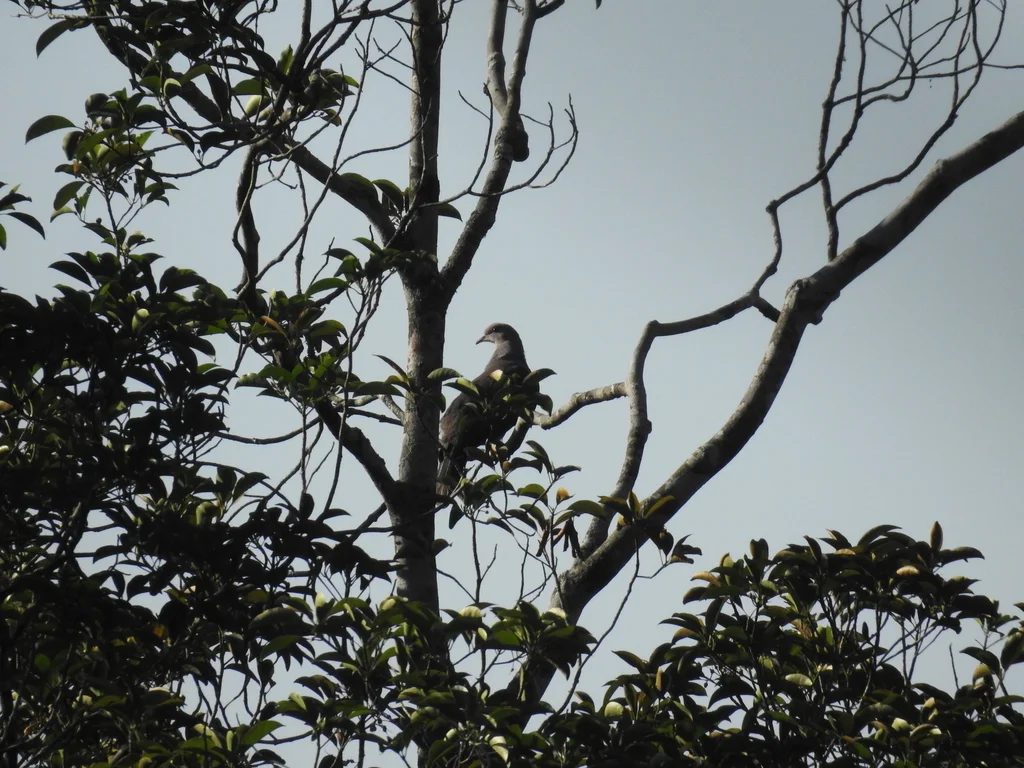 马拉巴山皇鸠(Ducula cuprea)