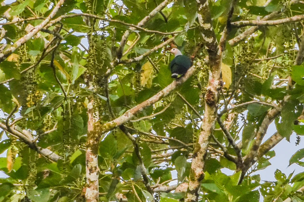芬氏皇鸠(Ducula finschii)