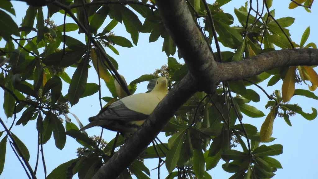 苏拉斑皇鸠(Ducula luctuosa)