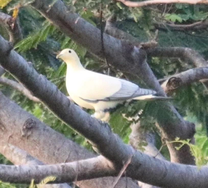苏拉斑皇鸠(Ducula luctuosa)