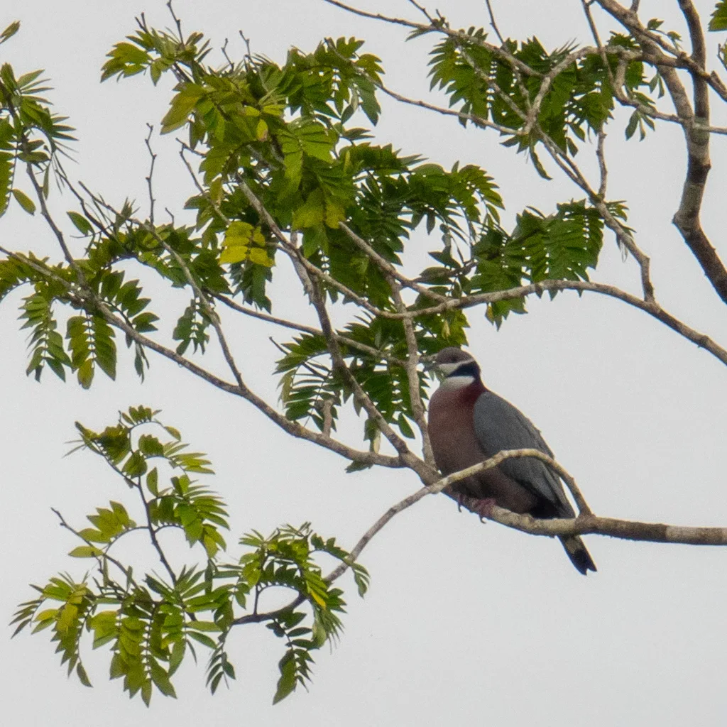 黑领皇鸠(Ducula mullerii)