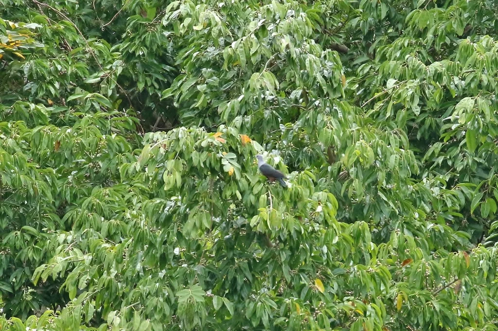 密克皇鸠(Ducula oceanica)
