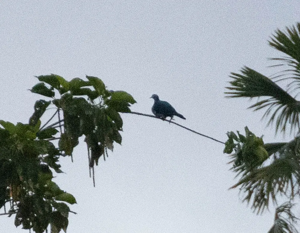 白眼皇鸠(Ducula perspicillata)